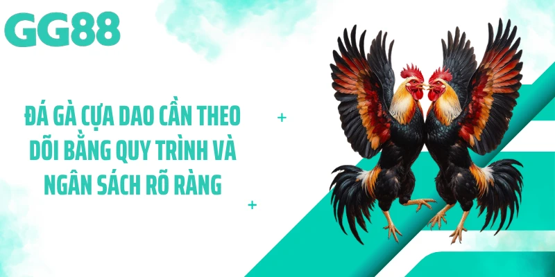 Đá gà cựa dao cần theo dõi bằng quy trình và ngân sách rõ ràng
