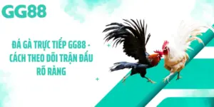 Đá Gà Trực Tiếp GG88 - Cách Theo Dõi Trận Đấu Rõ Ràng